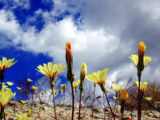 yellow wildflowers photos.jpg