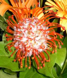 Exotic Flower Pictures