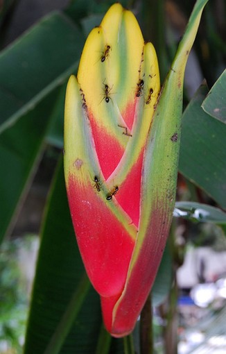 Bali-Ubud_exotic plant Heliconia flower.jpg