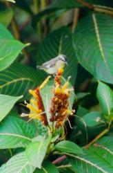 Bannanaquit flower.jpg