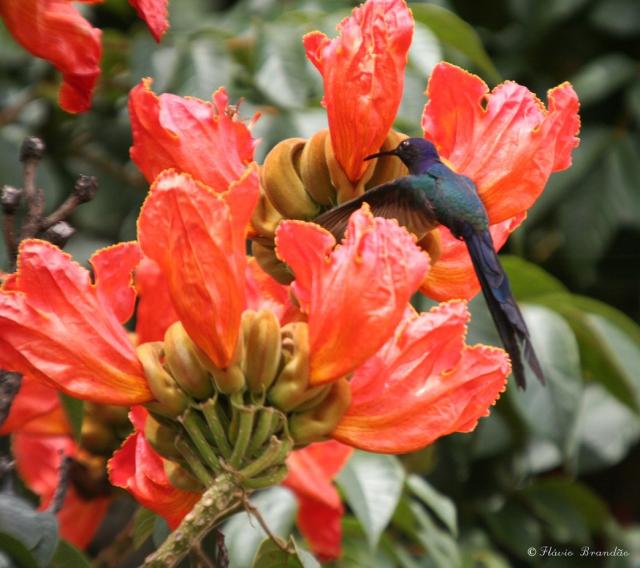 Beija-flor Tesoura flower picture.jpg