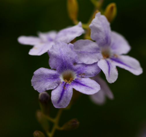 Violet Flower picture.PNG