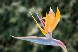 Bird of paradise.jpg