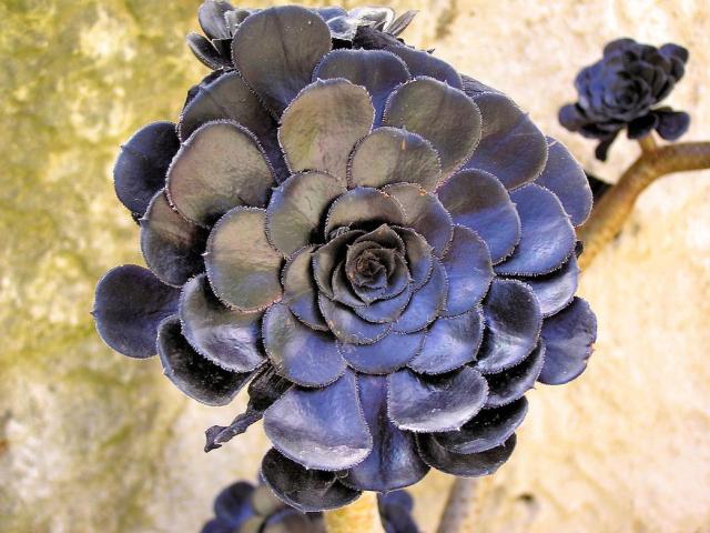 Black exotic garden.jpg