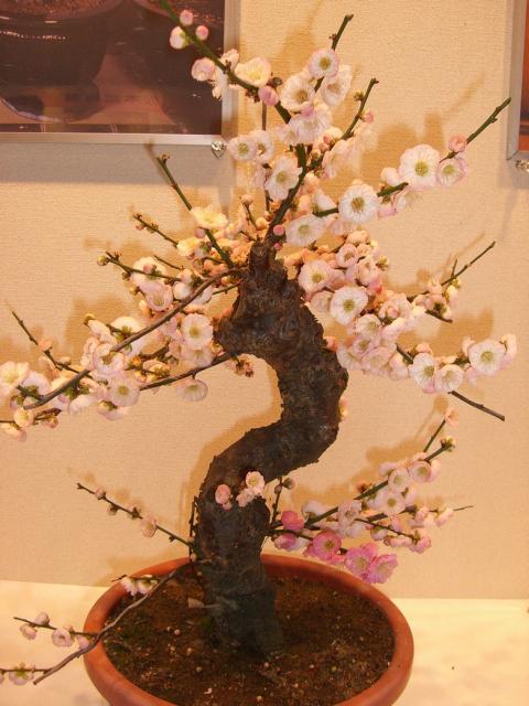 BonSai Japanese Apricot.jpg