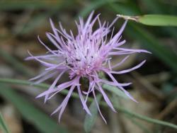 Botanical Garden Barbados flower in light purple.jpg