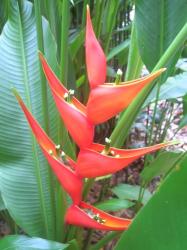 Botanical Garden flower.jpg
