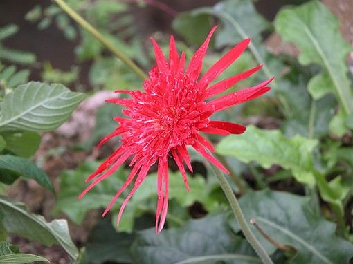 Botanical Garden-Barbados in bright pink.jpg