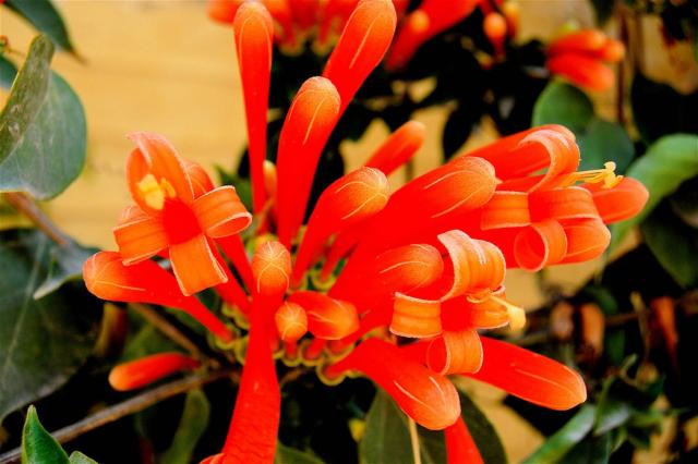 bright orange exotic flower photo.jpg