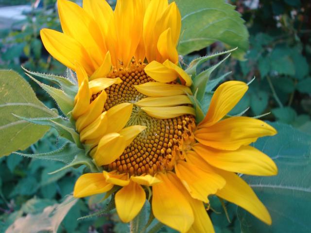 a shy sunflower_yellow flowers pictures