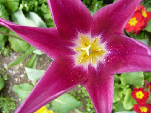bright pink exotic flower with yellow eye.jpg