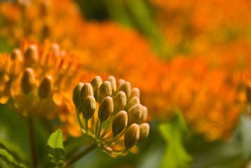 Butterfly weed.jpg