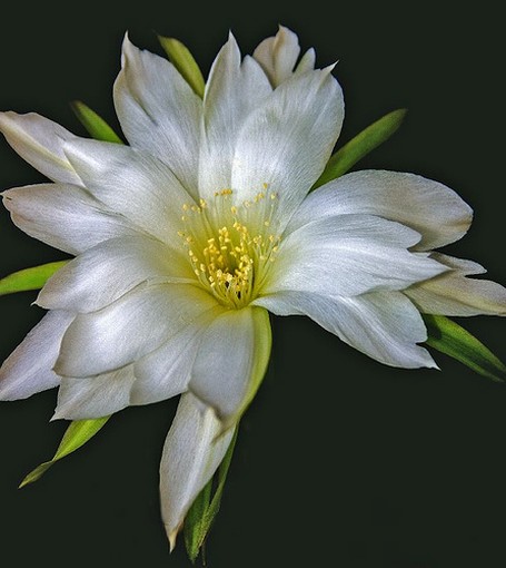 cactus flower.jpg