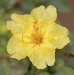 close up picture of unique yellow flower.jpg