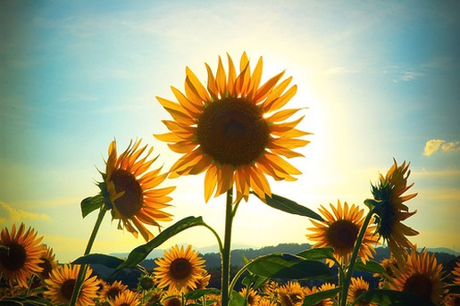 Beautiful picture of sunflowers.jpg