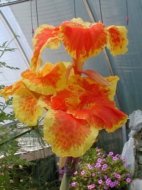 colorful exotic flower pics.jpg
