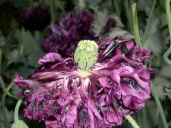 Crisanthem Flowers.jpg
