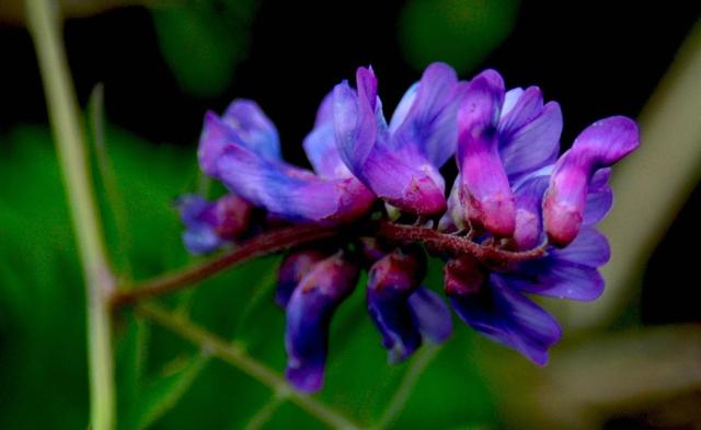 dark purple tropical flower photo.jpg