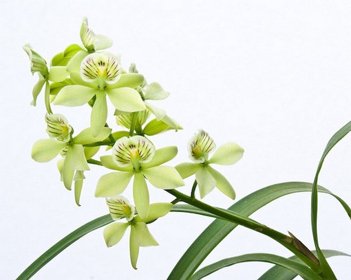 Encyclia radiata flower in greenish white.jpg
