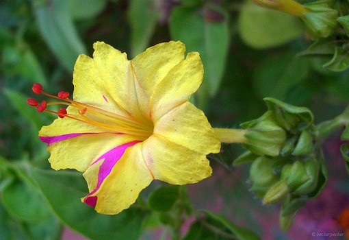 exotic flower in colorful colors.jpg