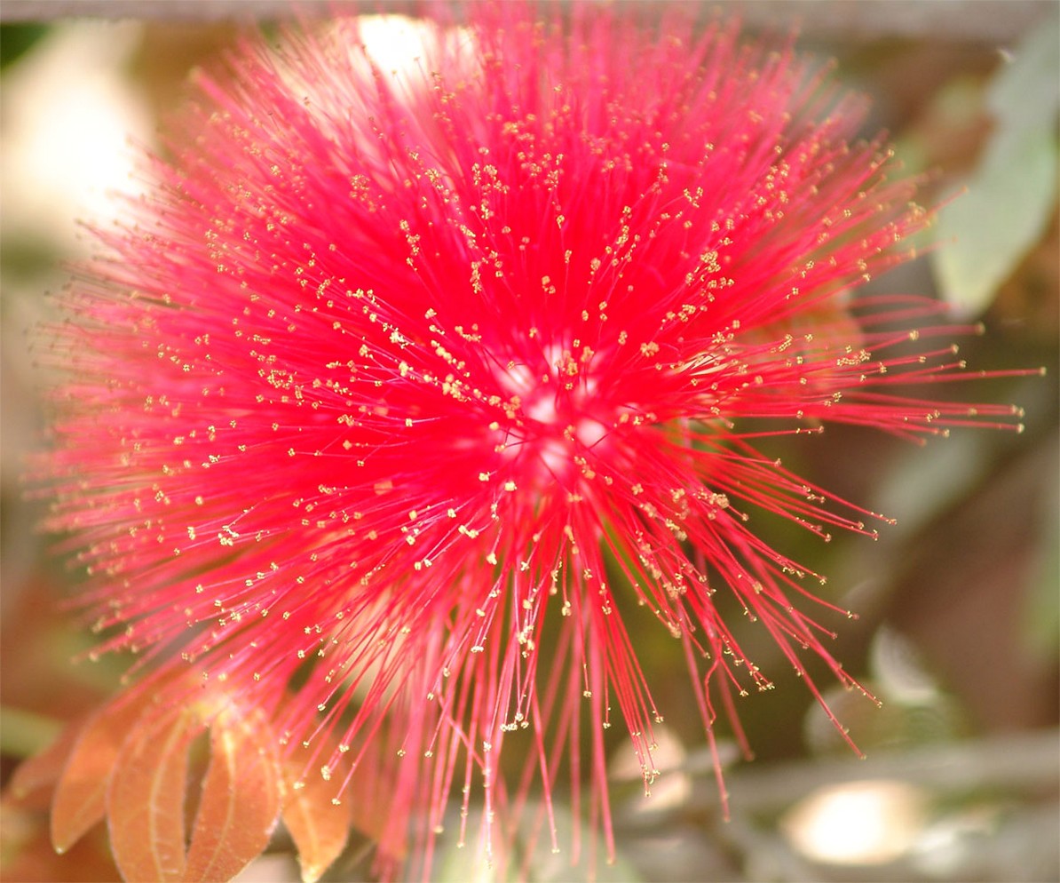 exotic flower in red flower.jpg