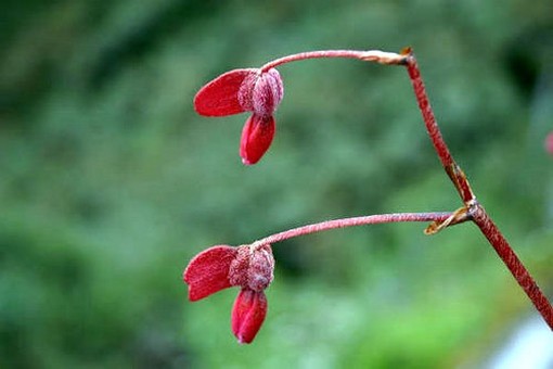 exotic flower in red_beautiful flowers.jpg