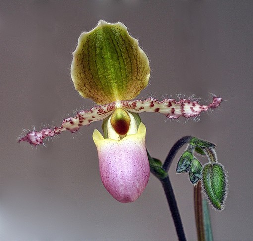 Exotic flower picture.jpg