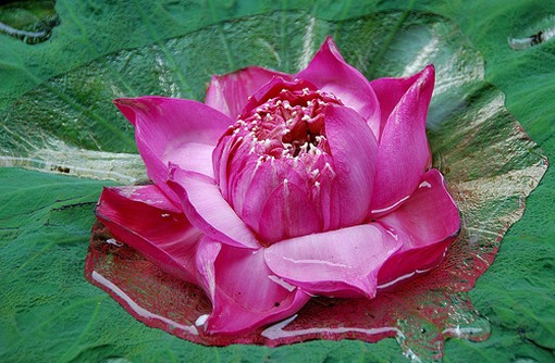 Exotic Lotus picture.jpg