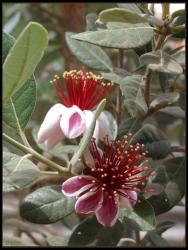 Feijoa flowers pic.jpg
