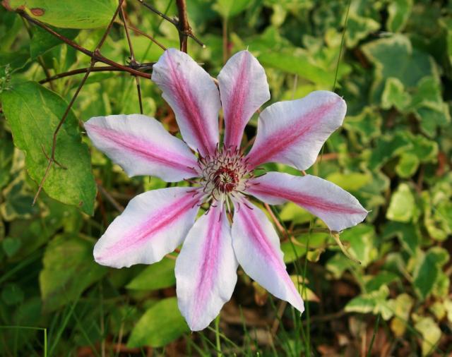 flower tropical picture.jpg