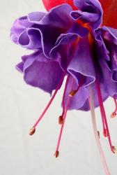 Fuchsia flower photo.jpg
