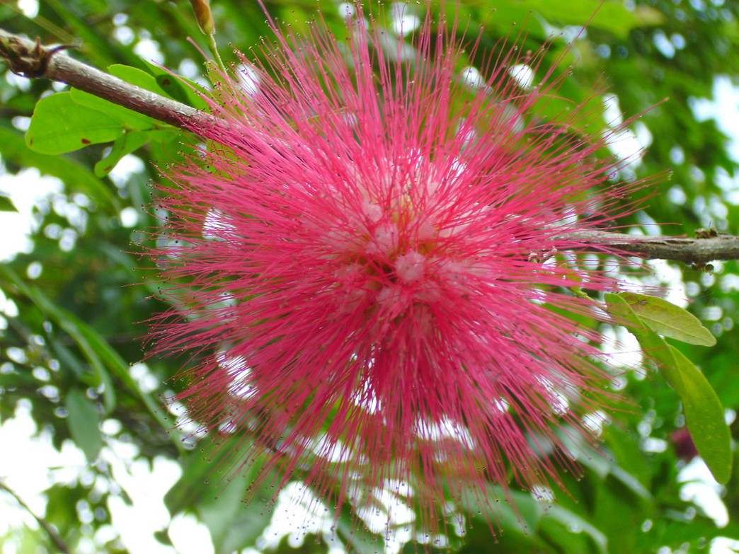 Hot pink exotic flower.jpg