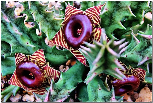 Huernia zebrina photo.jpg