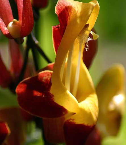 Lady Slipper Vine flower photo.jpg