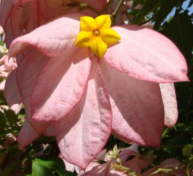 Light pink exotic  flower with star center in yello.jpg