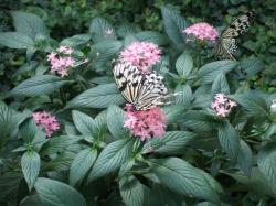 light pink exotic flowers.jpg