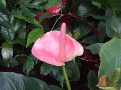 light pink tropical flowers.jpg