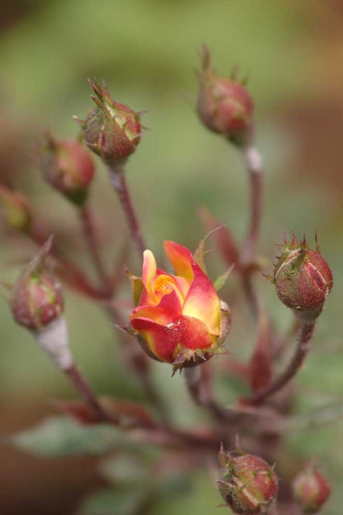 nature exotic flowers and exotic buds picture.jpg