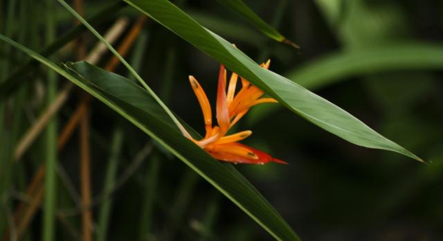 orange bird flower photo.jpg