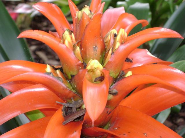 Orange Bromeliad flower.jpg