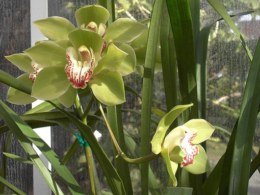 Orchids in greenish.jpg