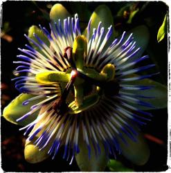 Passiflora flower photo.jpg