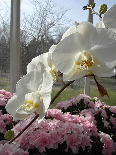 Phalaenopsis Orchids pic.jpg
