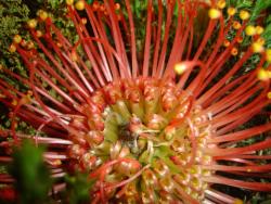 photo of Exotic flower.jpg