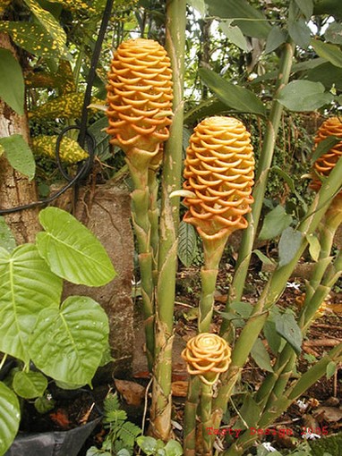 picture of exotic flowers.jpg