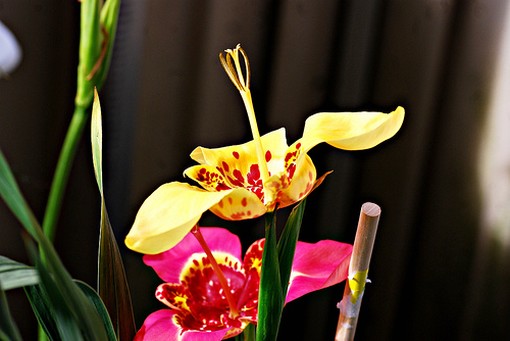 picture of exotic flowers in yellow and pink.jpg