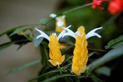 picture of Yellow exotic flowers.jpg