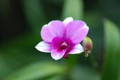 pink flower exotic.jpg
