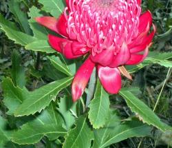 pink tropical flower.jpg