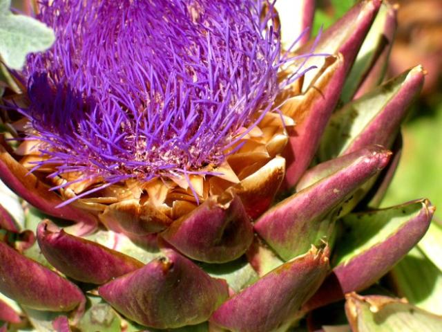 purple flower.jpg